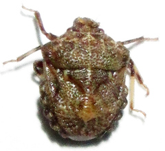 Bolbocoris inaequalis