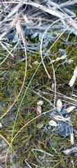 Triquetrella tristicha