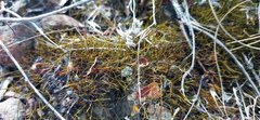 Triquetrella tristicha