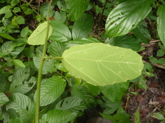 Passiflora ferruginea