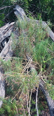 Euryops tenuissimus