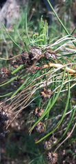 Euryops tenuissimus