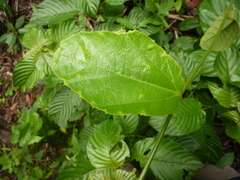 Passiflora ferruginea