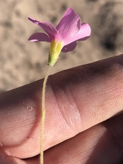 Oxalis imbricata violacea