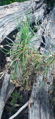 Euryops tenuissimus