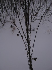 Magnoliopsida