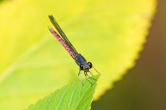 Chlorocypha consueta