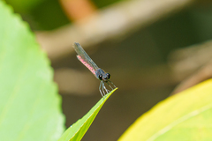 Chlorocypha consueta