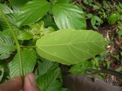 Passiflora ferruginea