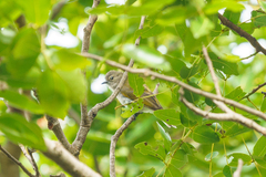 Prodotiscus zambesiae