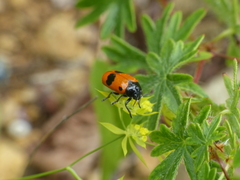 Cryptocephalus bipunctatus