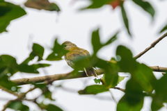 Prodotiscus zambesiae