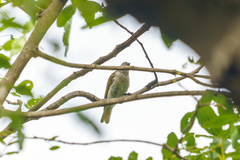 Prodotiscus zambesiae