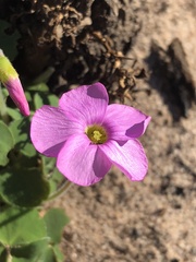 Oxalis imbricata violacea