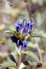 Gentiana cruciata cruciata