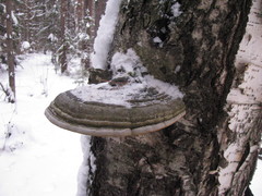 Agaricomycetes