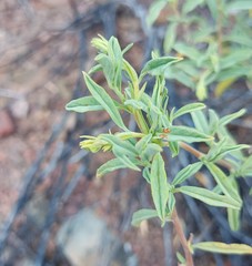 Hermannia holosericea