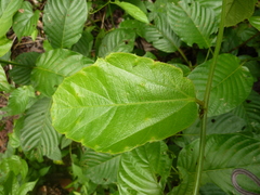 Passiflora ferruginea