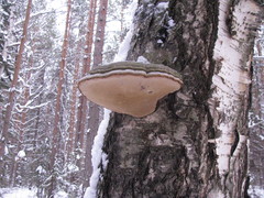 Agaricomycetes
