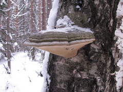 Agaricomycetes
