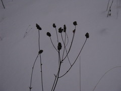 Sanguisorba officinalis