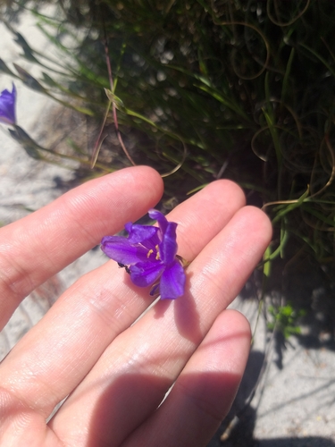 Aristea glauca (Aristea glauca)