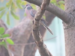 Streptopelia chinensis
