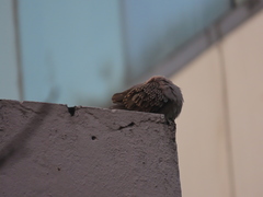 Streptopelia chinensis