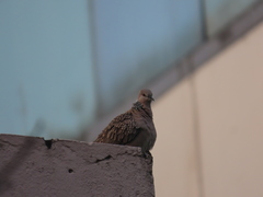Streptopelia chinensis