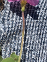Oxalis imbricata violacea