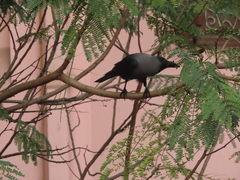 Corvus splendens