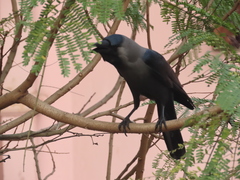 Corvus splendens