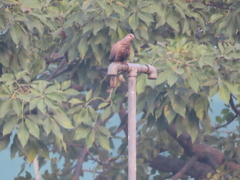Streptopelia chinensis