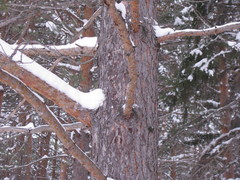 Pinus sylvestris