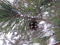 Pinus sylvestris