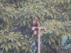 Streptopelia chinensis