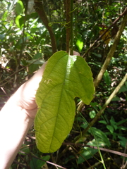 Passiflora punicea