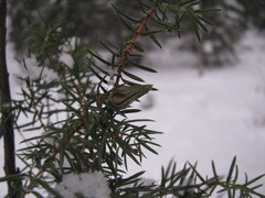 Juniperus communis