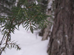 Juniperus communis