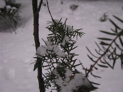 Juniperus communis