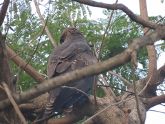 Milvus migrans