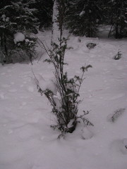 Juniperus communis