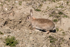 Oryctolagus cuniculus