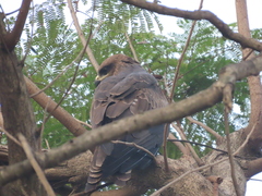 Milvus migrans