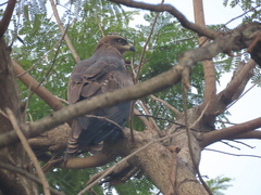 Milvus migrans