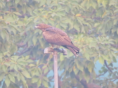 Milvus migrans
