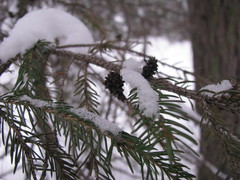 Picea