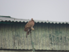 Streptopelia chinensis