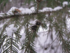 Picea