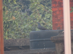 Columba livia domestica